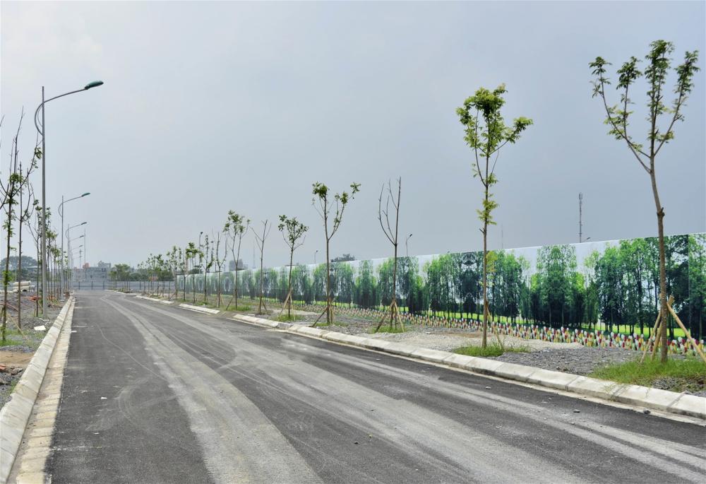 Cây xanh và đèn điện cao áp
